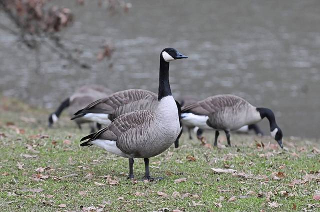 591694_web1_pcj-lo-birdcount5-011019