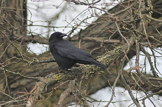 592281_web1_pcj-lo-birdcount-011019