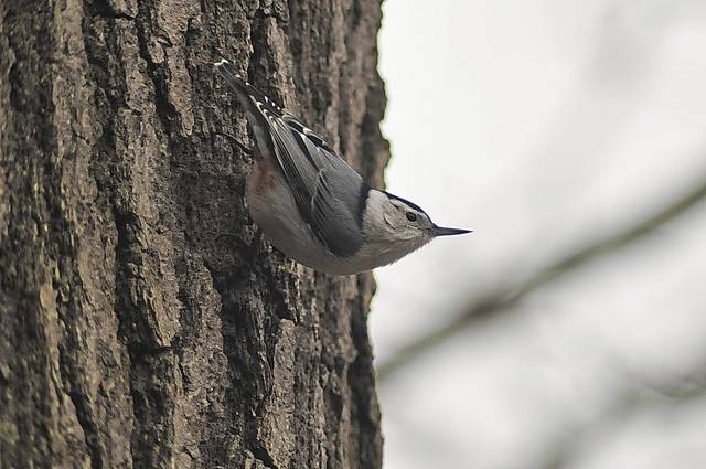 592281_web1_pcj-lo-birdcount3-011019