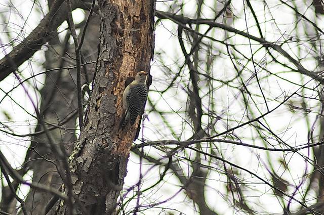 592281_web1_pcj-lo-birdcount4-011019