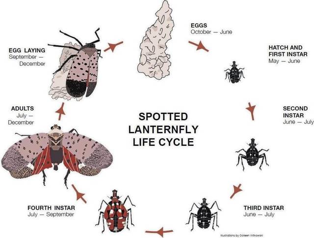 596362_web1_nj-lanternfly-011019