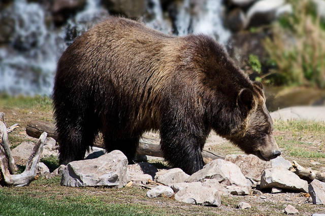 616509_web1_GrizzlyBear