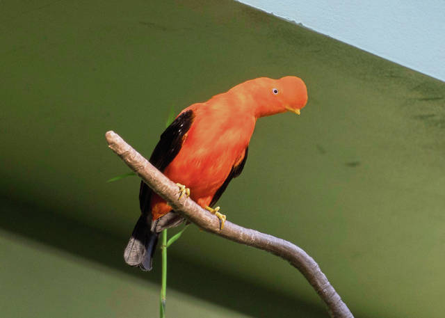 617138_web1_PTR-NationalAviary11-011019