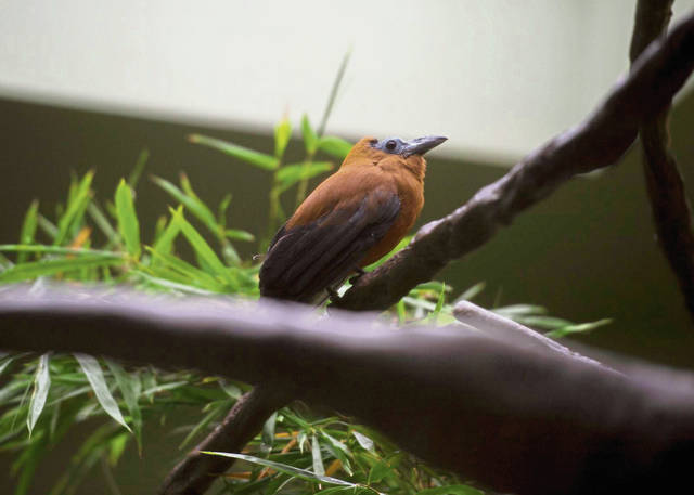 617138_web1_PTR-NationalAviary13-011019