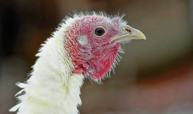621124_web1_VND-TameTurkey2-011119