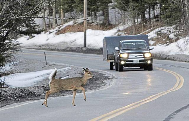 624464_web1_nj-rossdeer-012419