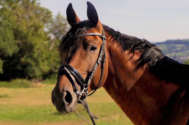 628822_web1_web-Horse