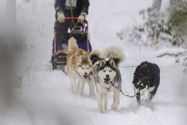 629489_web1_gtr-lo-mushing004-011219
