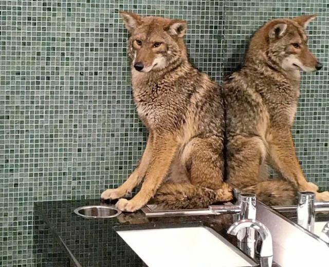 639646_web1_ptr-BoatShowCoyote-011619-02