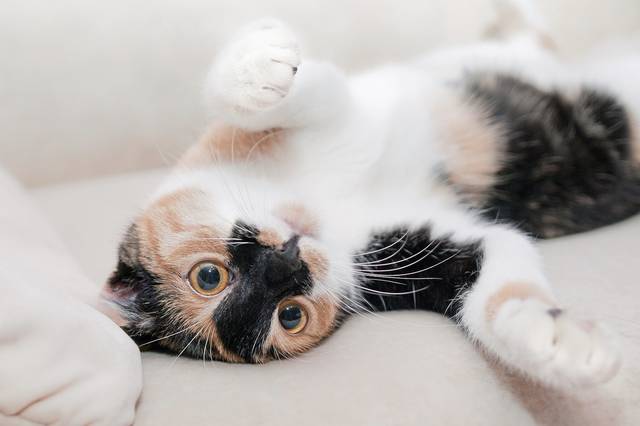 641158_web1_web-cat-cute