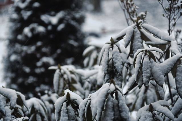 658583_web1_gtr-lo-oaksnow1-012118