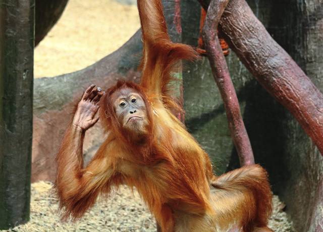 664173_web1_web-orangutan