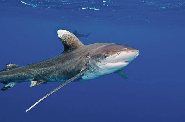 667104_web1_Faster-Extinctions.JPEG-0f7c7