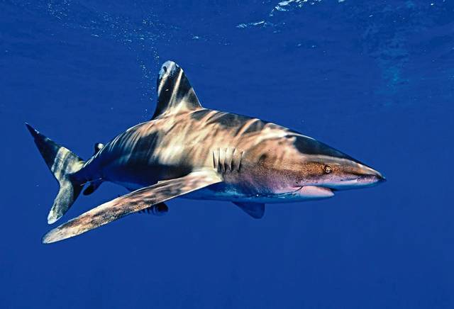 667104_web1_Sharks-Declining