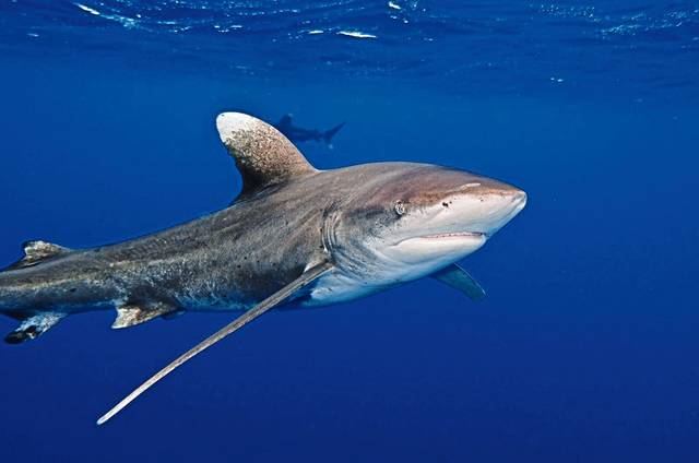 667104_web1_Sharks-Faster-Extinctions