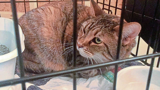 668450_web1_vnd-animalhome02-012819