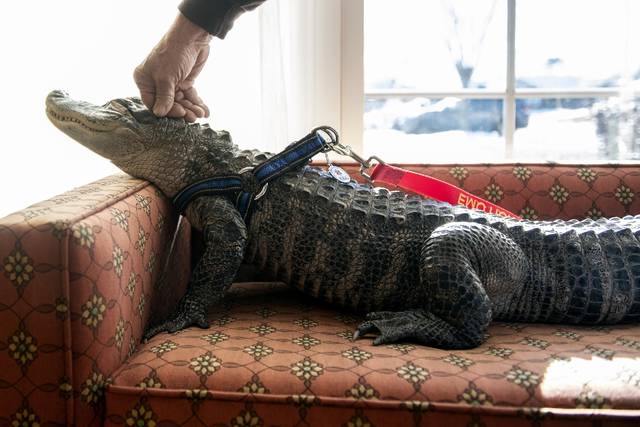 Pennsylvania man says emotional support alligator is ‘just like a dog’
