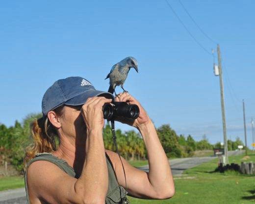 674201_web1_vnd-greatBackyard-012519