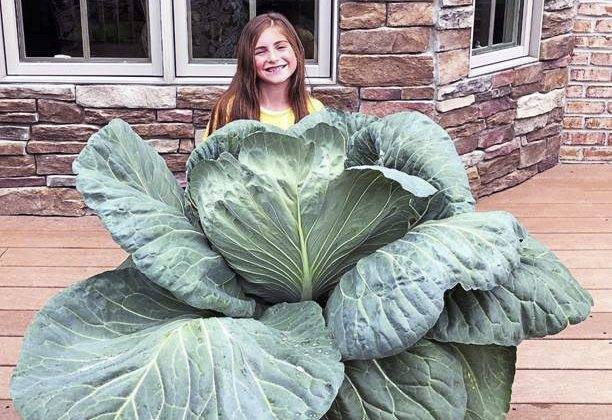 676774_web1_gtr-cabbage2-012619
