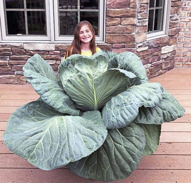 677036_web1_gtr-cabbage-012619
