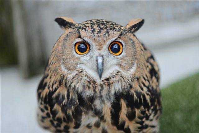 677501_web1_gtr-tk-planner-owl-013119 677501_web1_gtr-tk-planner-owl-013119