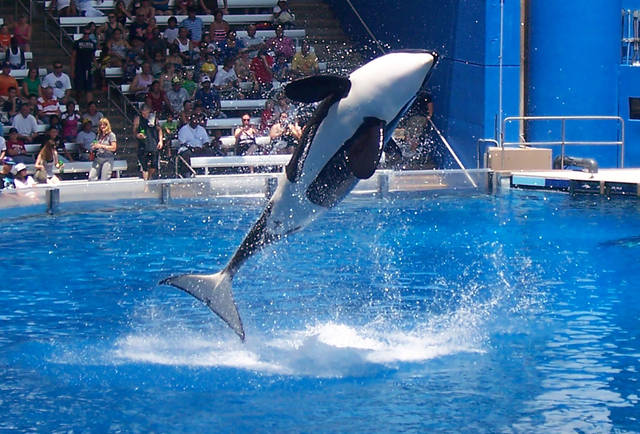 685910_web1_KaylaOrca
