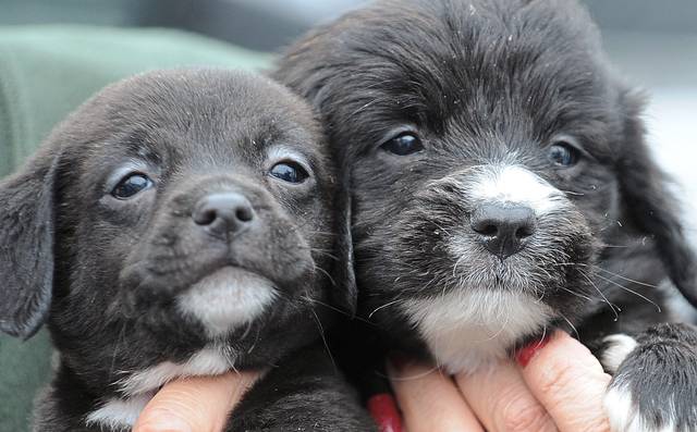 686691_web1_WEB-puppies-puppy