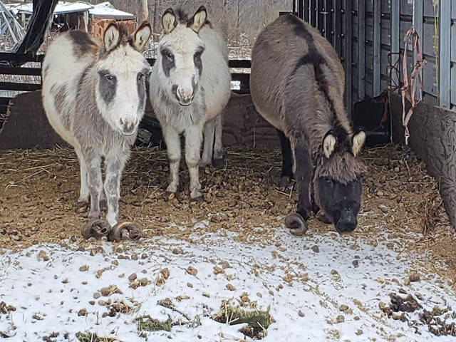 693662_web1_vnd-donkeyRescue4-sh-013119