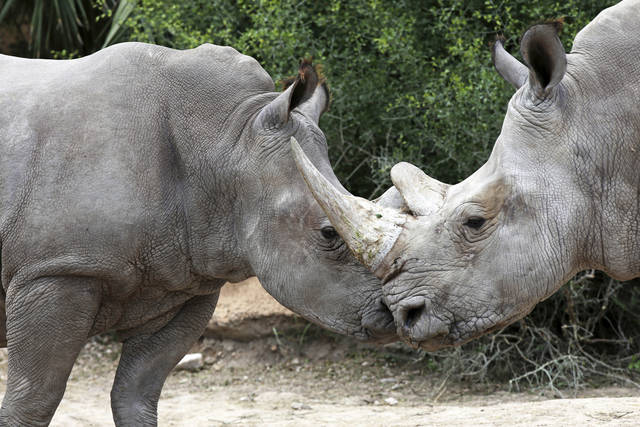 695217_web1_ptr-WhiteRhino-1-SH-112518