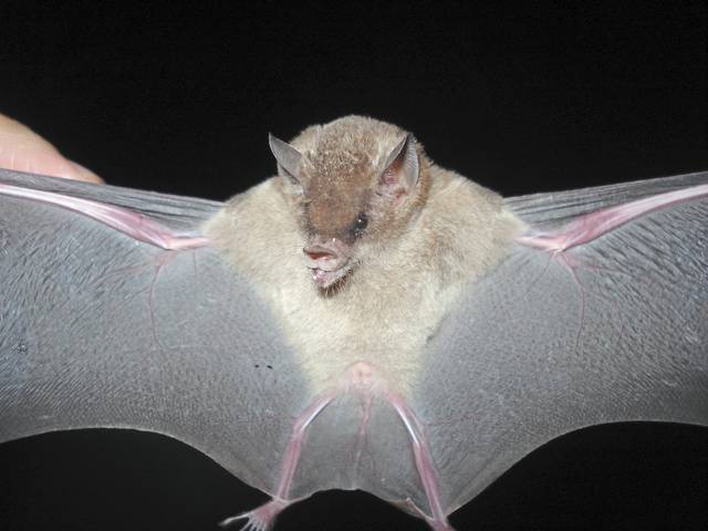 685775_web1_gtr-trv-tip-batfest-020319