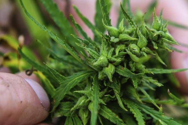 690299_web1_gtr-HempCrop009-090718