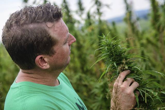 690299_web1_gtr-HempCrop010-090718