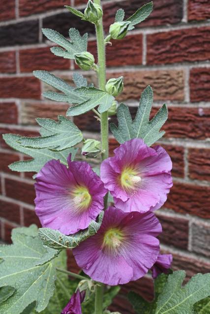 693014_web1_gtr-gtr-garden-01-020319