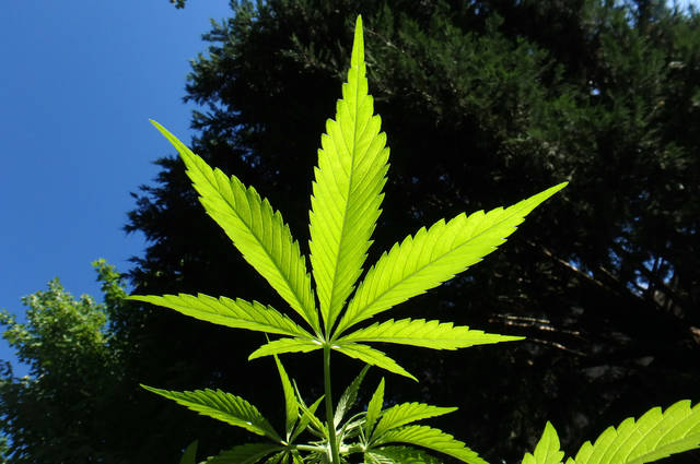 703828_web1_web-marijuana5