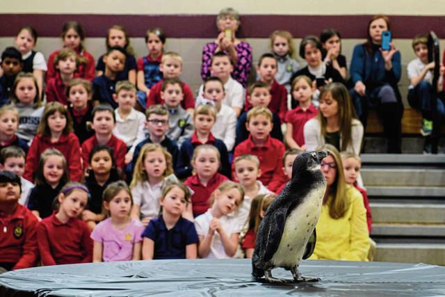 711312_web1_gtr-lo-penguins001-020519