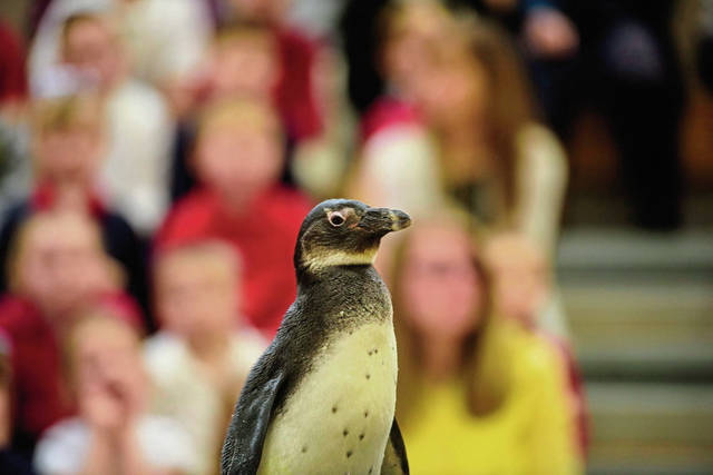 711312_web1_gtr-lo-penguins004-020519