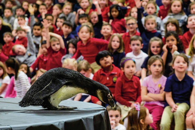 711312_web1_gtr-lo-penguins006-020519