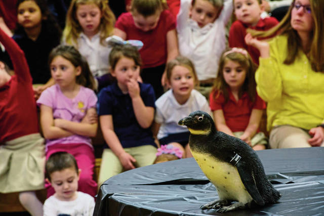 711312_web1_gtr-lo-penguins007-020519