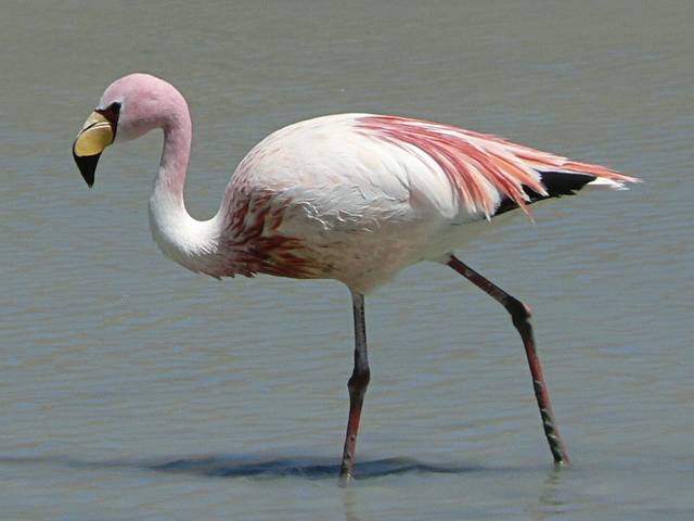 714058_web1_gtr-tk-planner-flamingo-02219