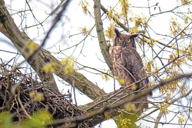 719347_web1_vnd-owl1hires-042517