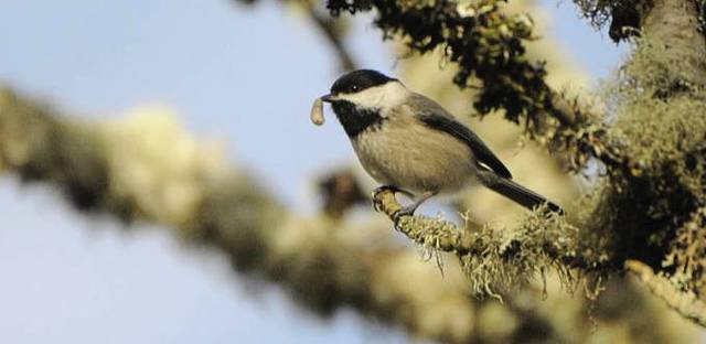 719347_web1_vnd-skunkSpring6-020619