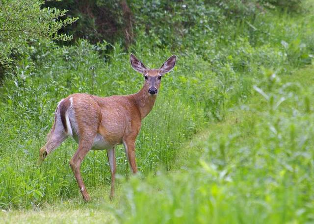 722961_web1_WEB-deer