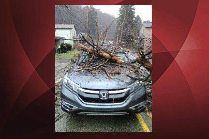 725122_web1_ptr-TreeOnCRVwBOX-020819