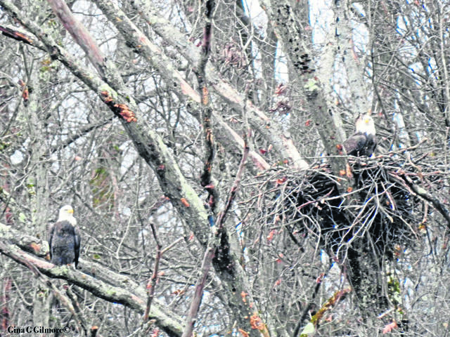 732743_web1_vnd-northParkEagles-120618