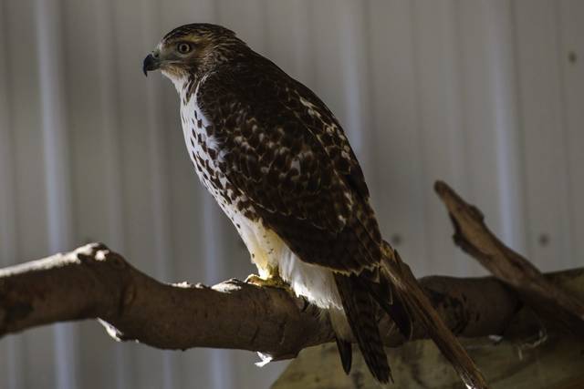 737131_web1_gtr-hawkrelease001-021219 737131_web1_gtr-hawkrelease001-021219