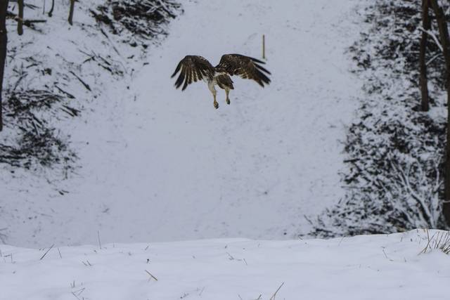 737131_web1_gtr-hawkrelease004-021219 737131_web1_gtr-hawkrelease004-021219