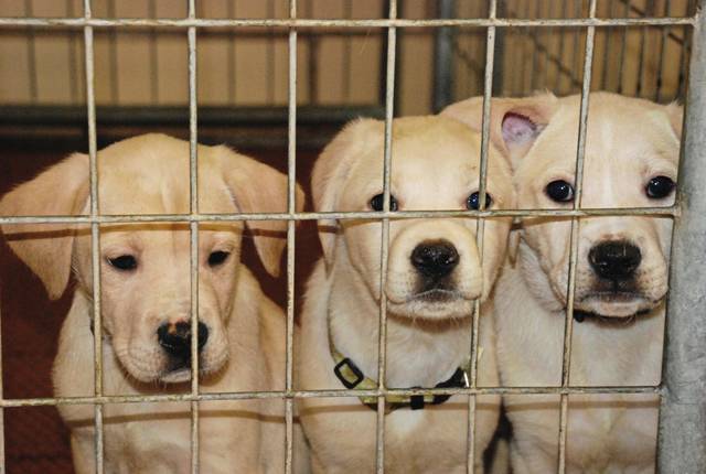 738256_web1_ns-petfriends-112818