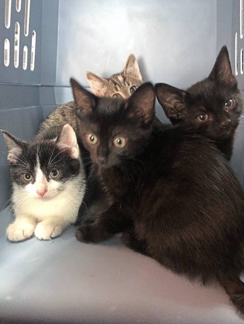 Cops: Suspect ditched bag of kittens during Westmoreland County chase