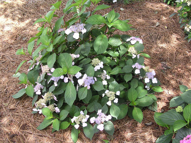 750916_web1_gtr-liv-535-hydrangeas1-022219