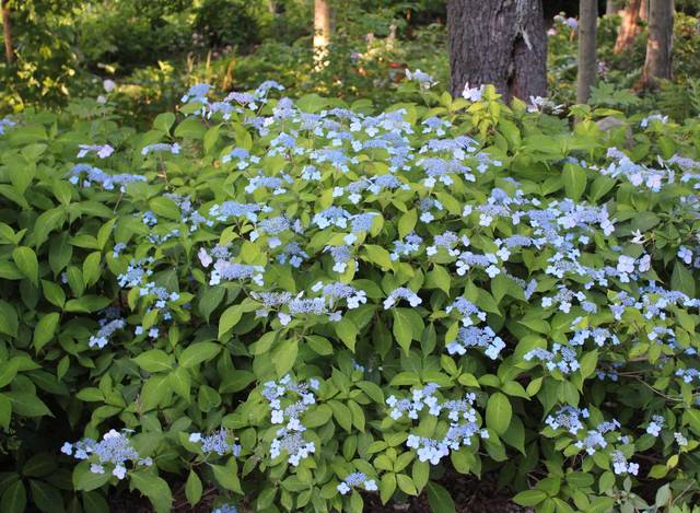 750916_web1_gtr-liv-535-hydrangeas2-022219